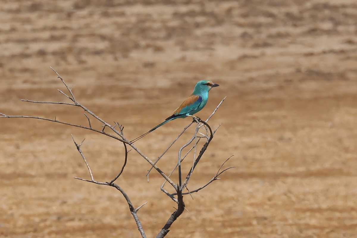 Abyssinian Roller